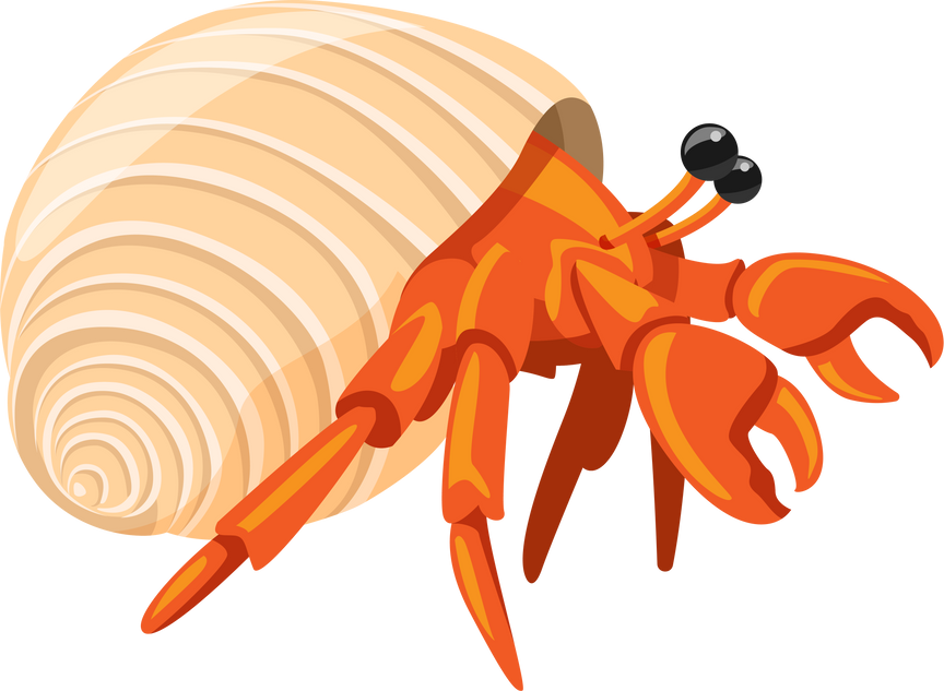 Hermit crabs, marine life on the beach beautiful and strong for decorating your designs.