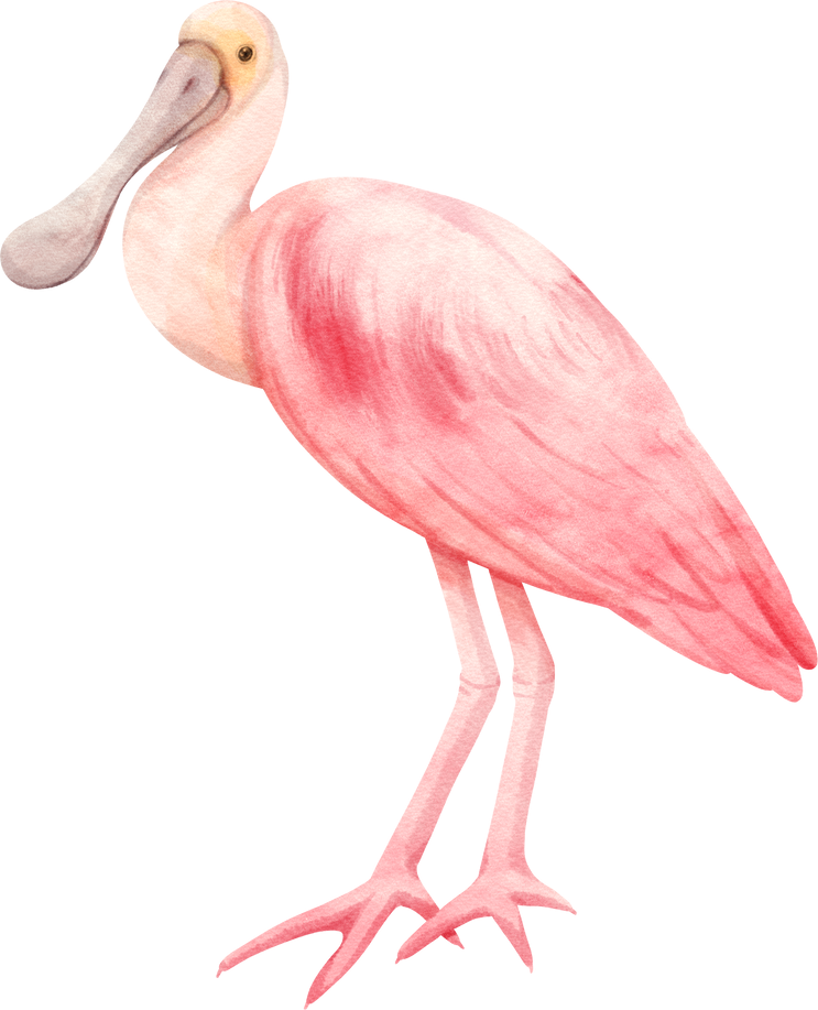 Watercolor roseate spoonbill bird illustration