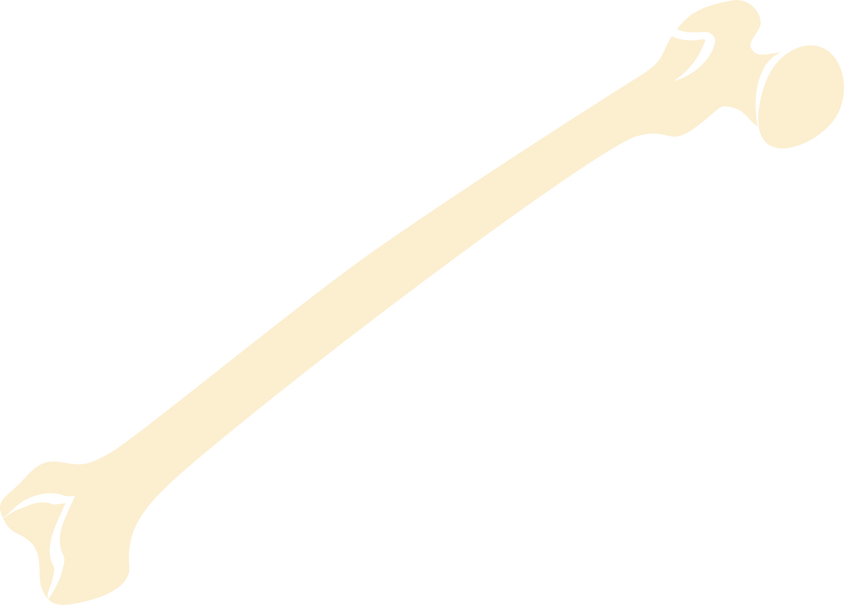 Human bone